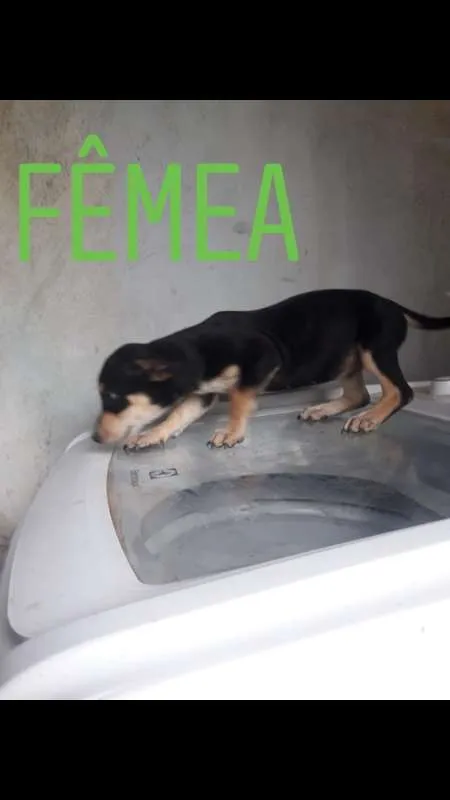 Cachorro ra a indefinida idade 2 a 6 meses nome sem nome