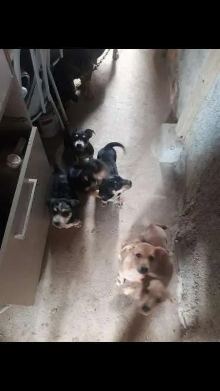 Cachorro ra a indefinida idade 2 a 6 meses nome sem nome