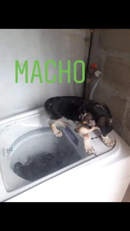 Cachorro ra a indefinida idade 2 a 6 meses nome sem nome