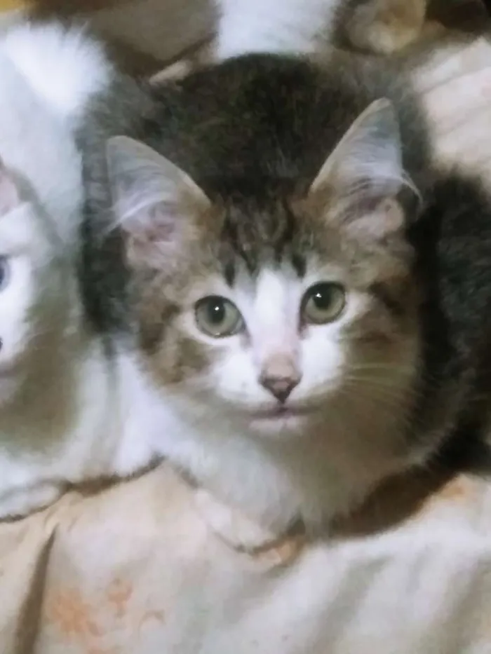 Gato ra a RAÇA INDEFINIDA idade 2 a 6 meses nome Nick