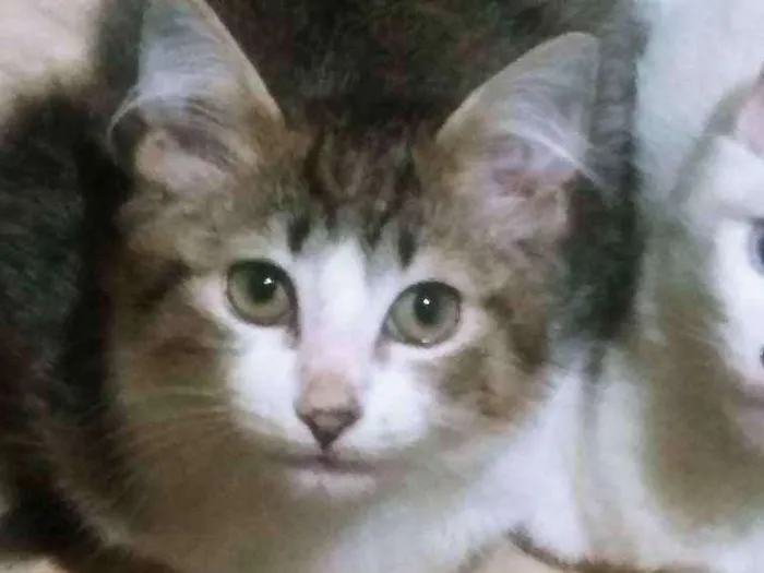 Gato ra a RAÇA INDEFINIDA idade 2 a 6 meses nome Nick