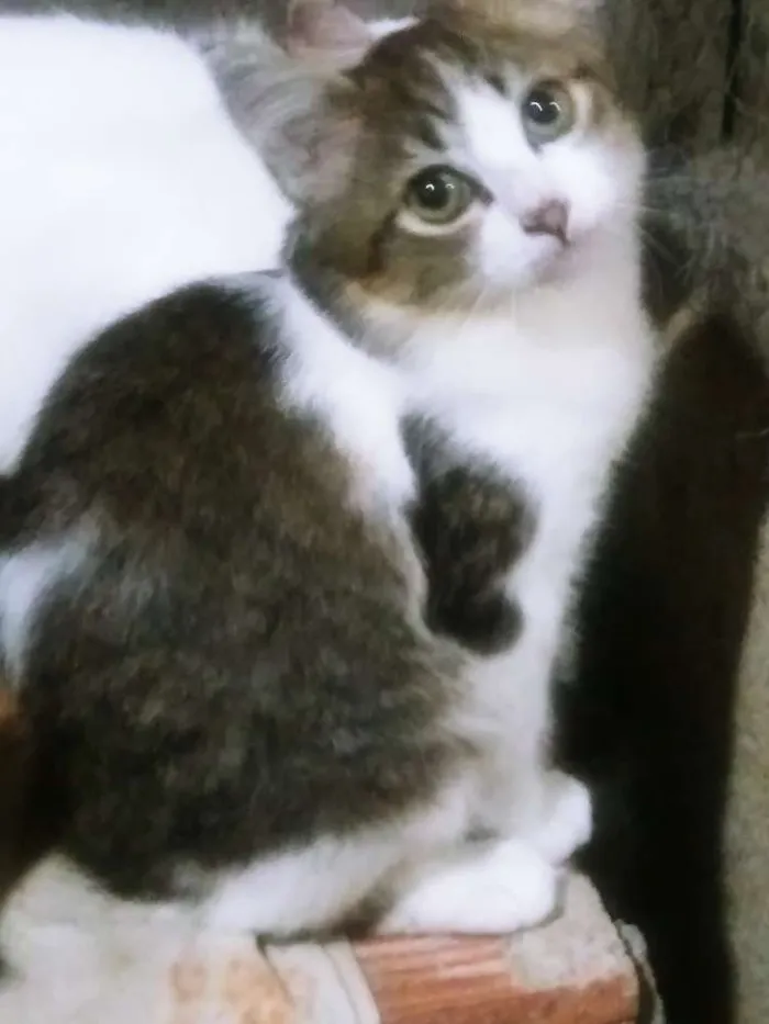 Gato ra a RAÇA INDEFINIDA idade 2 a 6 meses nome HARRY