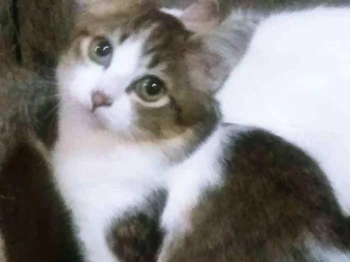 Gato ra a RAÇA INDEFINIDA idade 2 a 6 meses nome HARRY