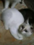 BLANCA