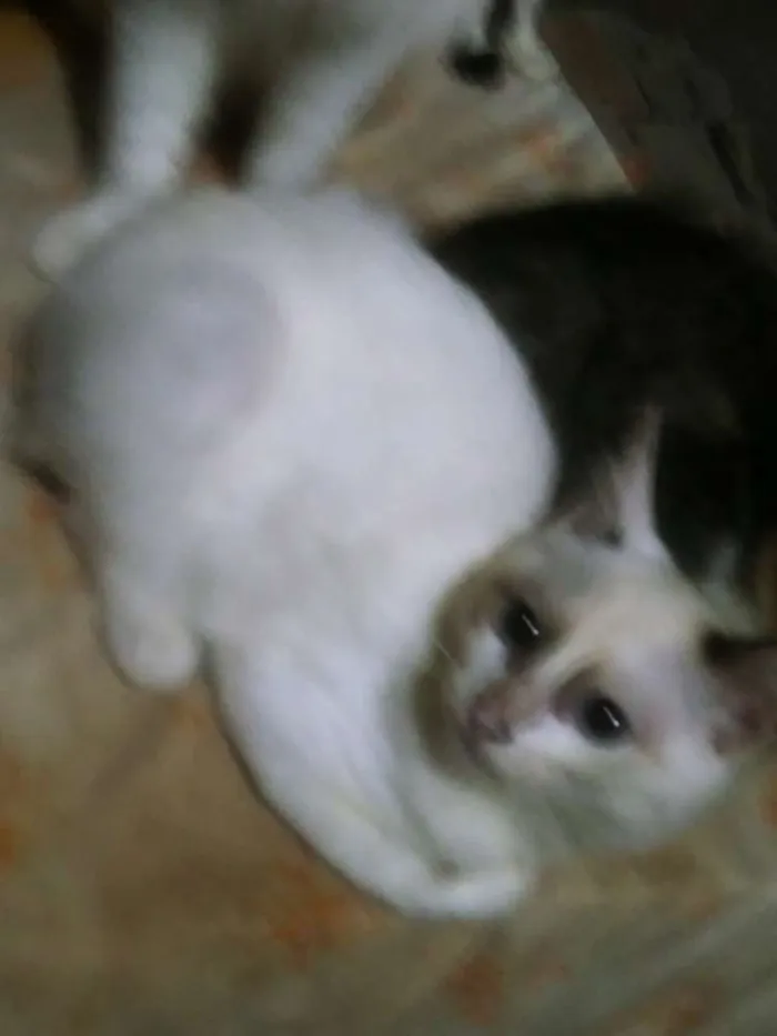 Gato ra a RAÇA INDEFINIDA idade 2 a 6 meses nome BLANCA
