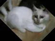 BLANCA