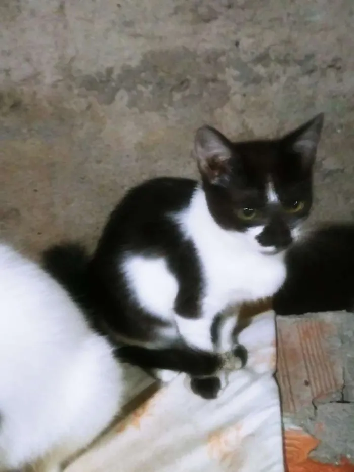 Gato ra a RAÇA INDEFINIDA idade 2 a 6 meses nome RAVENA