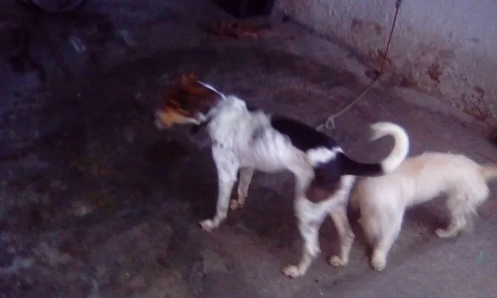 Cachorro raça Fox Terrier idade 4 anos nome hulk