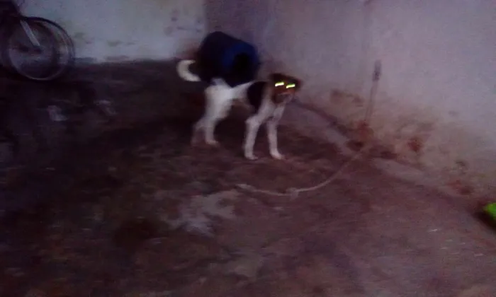 Cachorro raça Fox Terrier idade 4 anos nome hulk