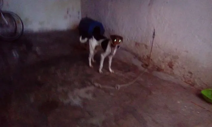 Cachorro raça Fox Terrier idade 4 anos nome hulk