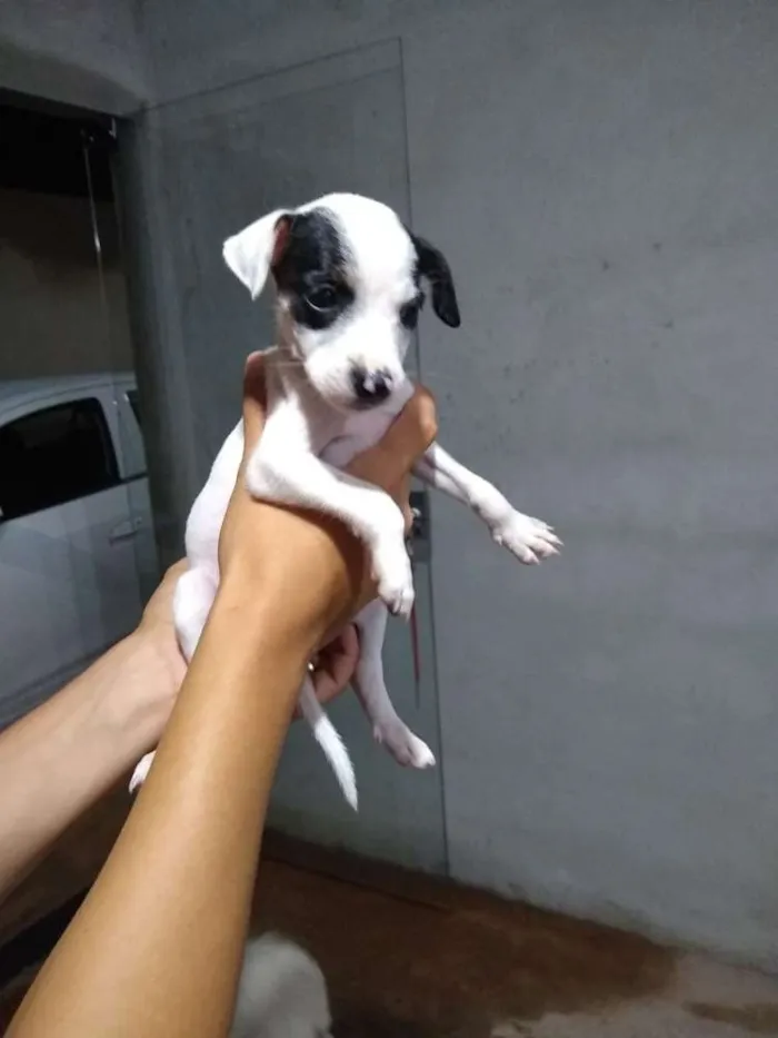 Cachorro ra a Sem raça idade 2 a 6 meses nome Panda