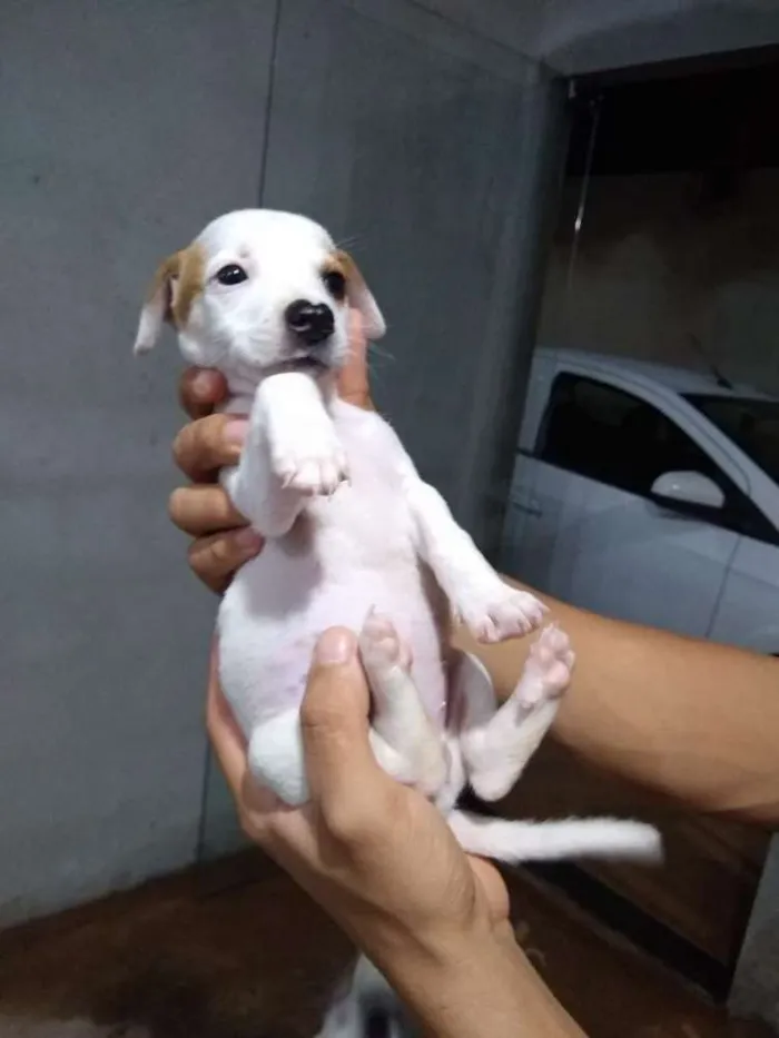 Cachorro ra a Sem raça idade 2 a 6 meses nome Pereba