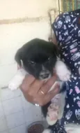 Cachorro raça srd idade Abaixo de 2 meses nome juninho