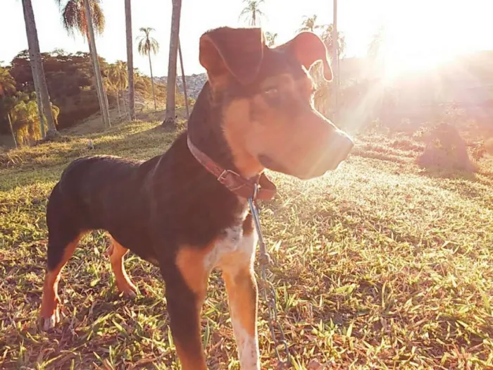Cachorro ra a Srd idade 2 anos nome Jack