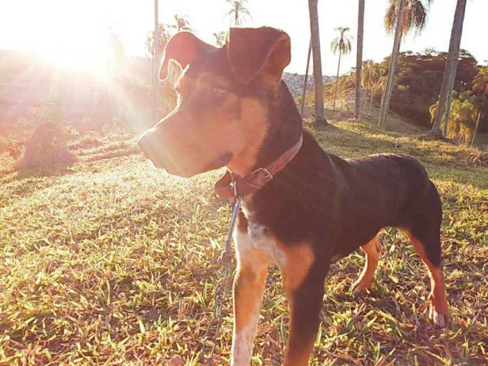 Cachorro ra a Srd idade 2 anos nome Jack