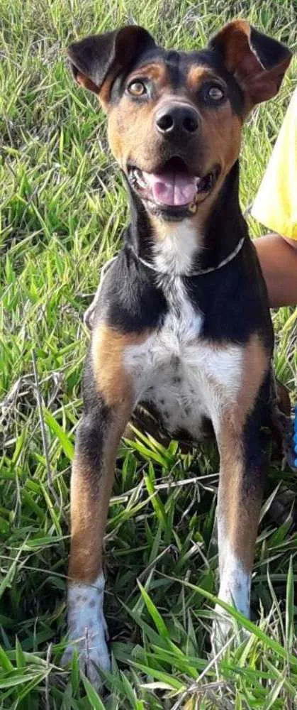 Cachorro ra a Srd idade 2 anos nome Jack