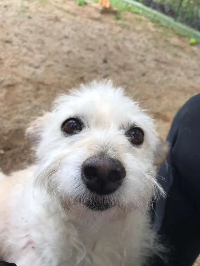 Cachorro ra a SRD idade 6 ou mais anos nome Algodão