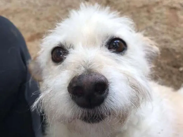 Cachorro ra a SRD idade 6 ou mais anos nome Algodão