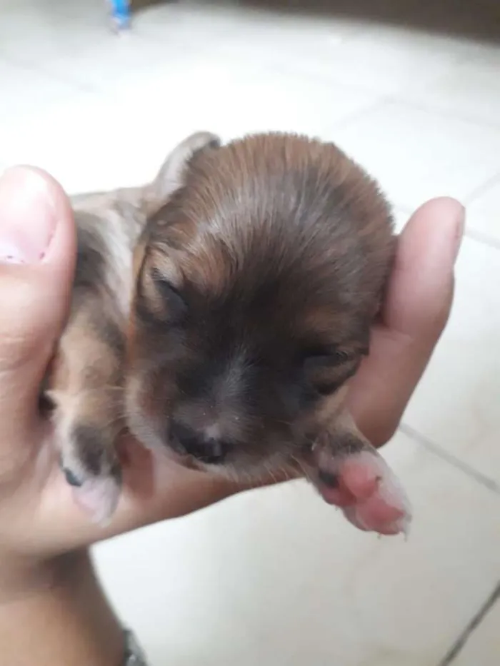 Cachorro ra a Vira lata  idade 7 a 11 meses nome Lese