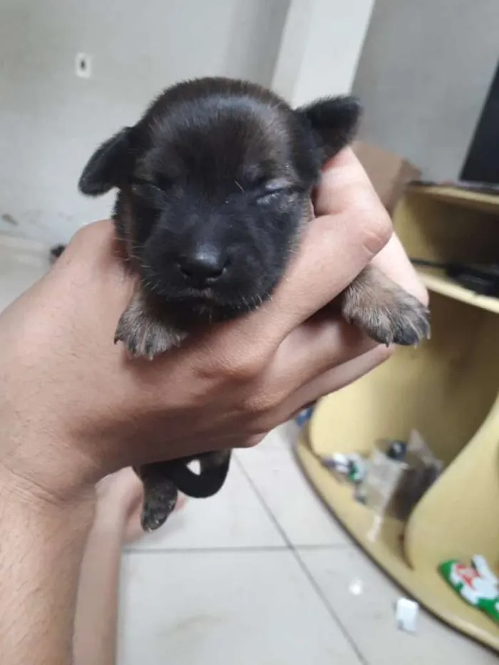 Cachorro ra a Vira lata  idade 7 a 11 meses nome Lese