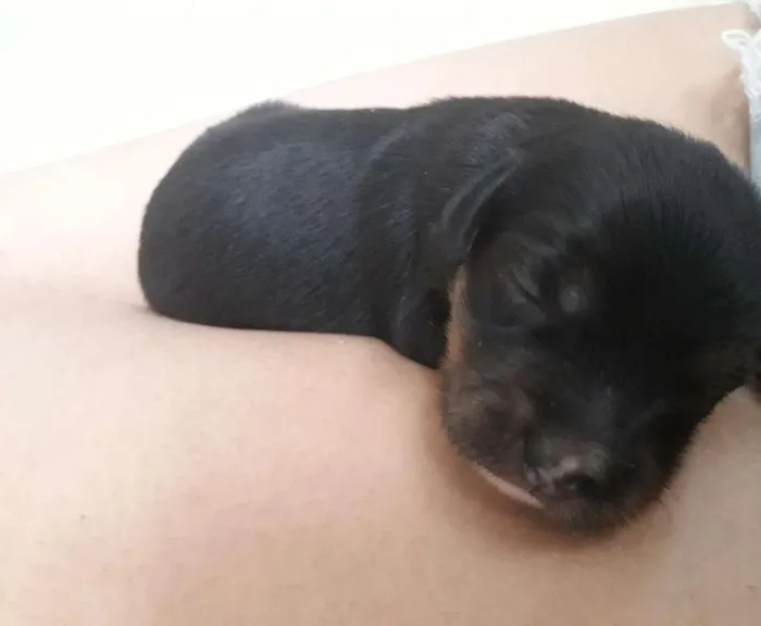 Cachorro ra a Vira lata  idade 7 a 11 meses nome Lese