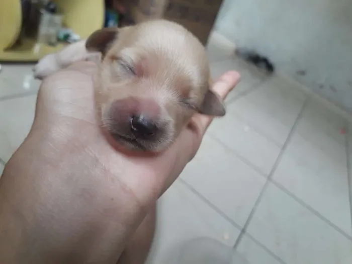 Cachorro ra a Vira lata  idade 7 a 11 meses nome Lese