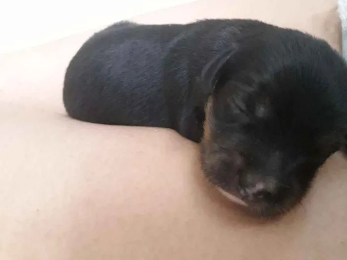 Cachorro ra a Vira lata  idade 7 a 11 meses nome Lese