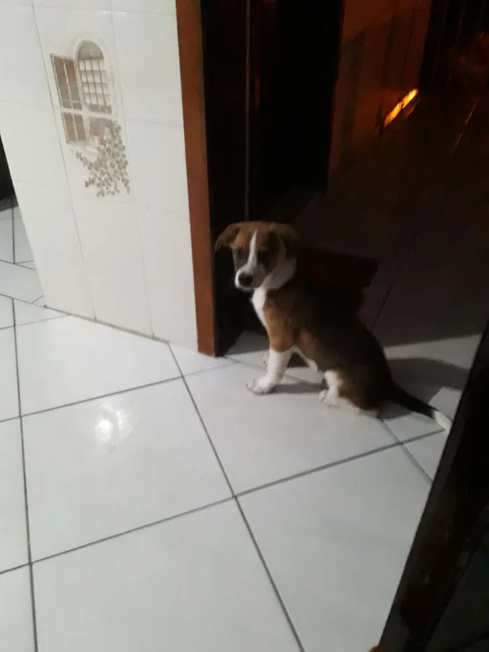 Cachorro ra a Vira lata idade 7 a 11 meses nome Marley 