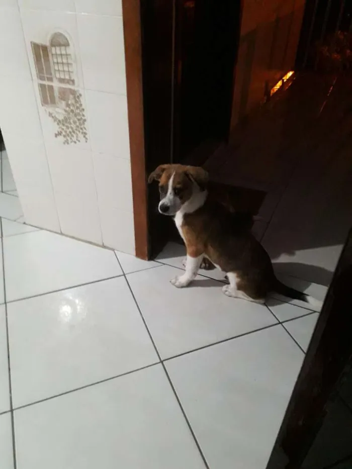 Cachorro ra a Vira lata idade 7 a 11 meses nome Marley 