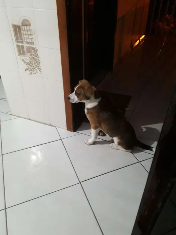 Cachorro ra a Vira lata idade 7 a 11 meses nome Marley 