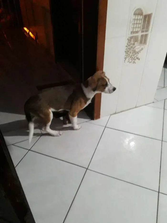 Cachorro ra a Vira lata idade 7 a 11 meses nome Marley 