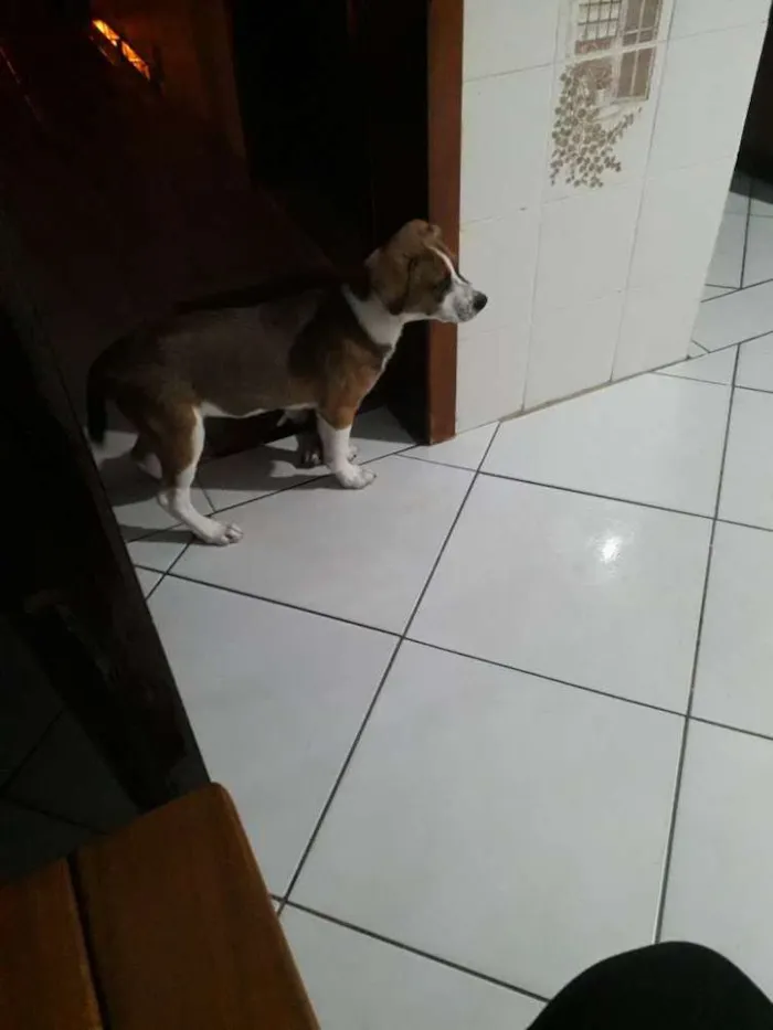 Cachorro ra a Vira lata idade 7 a 11 meses nome Marley 