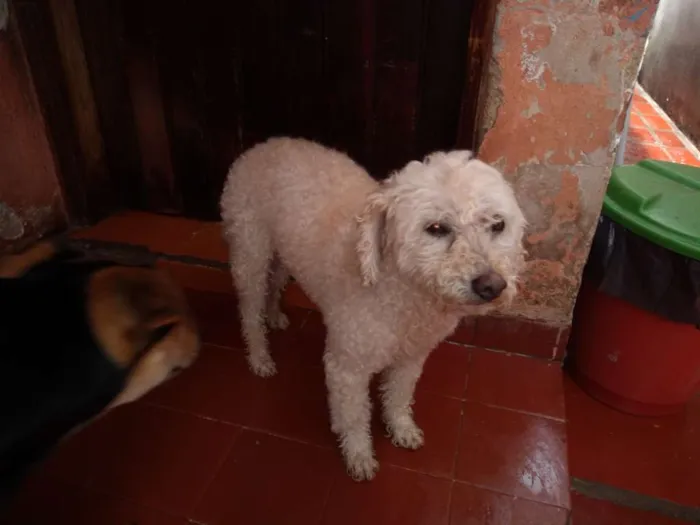 Cachorro ra a Poodle idade  nome Sem nome