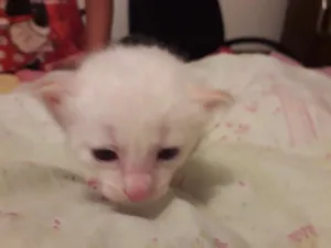 Gato raça SRD idade Abaixo de 2 meses nome Sem nome filhotes 