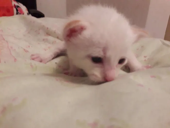 Gato raça SRD idade Abaixo de 2 meses nome Sem nome filhotes 