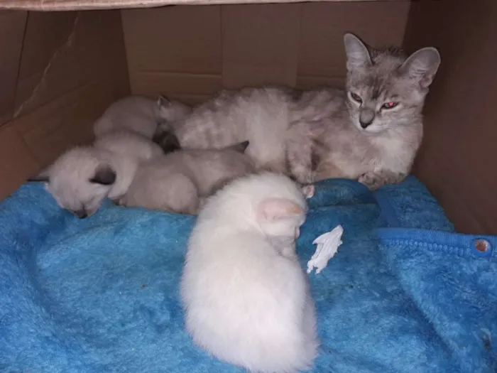 Gato raça SRD idade Abaixo de 2 meses nome Sem nome filhotes 