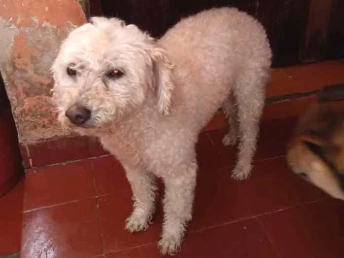 Cachorro ra a Poodle idade  nome Sem nome