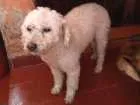 Cachorro raça Poodle idade  nome Sem nome