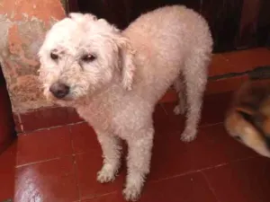 Cachorro raça Poodle idade  nome Sem nome