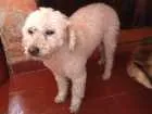 Cachorro raça Poodle idade  nome Sem nome