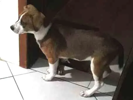 Cachorro ra a Vira lata idade 7 a 11 meses nome Marley 