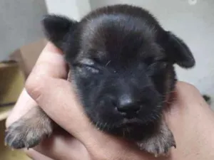 Cachorro raça Vira lata  idade 7 a 11 meses nome Lese