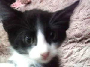 Gato raça  idade 2 a 6 meses nome Frajola