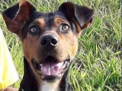 Cachorro ra a Srd idade 2 anos nome Jack