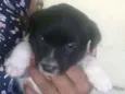 Cachorro raça srd idade Abaixo de 2 meses nome juninho
