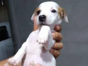 Cachorro raça Sem raça idade 2 a 6 meses nome Pereba