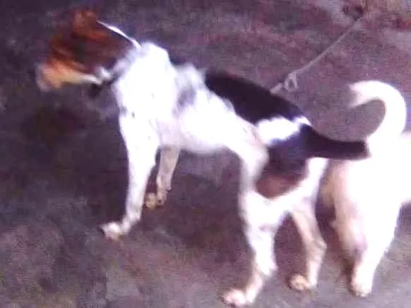 Cachorro raça Fox Terrier idade 4 anos nome hulk