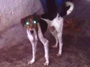 Cachorro raça Fox Terrier idade 4 anos nome hulk