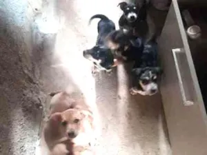 Cachorro raça indefinida idade 2 a 6 meses nome sem nome