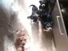 Cachorro raça indefinida idade 2 a 6 meses nome sem nome
